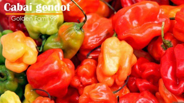 Habanero Terjitu: Kenali Manfaat dan Cara Mengolahnya