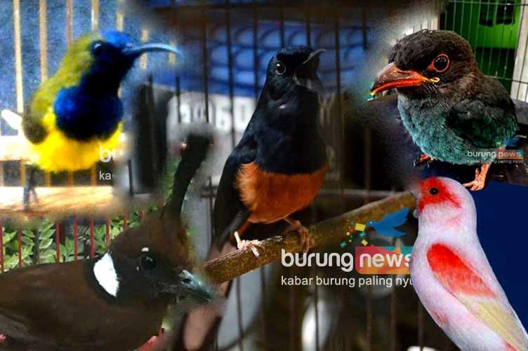 Daftar Gacor Populer untuk Masteran Burung Terbaik