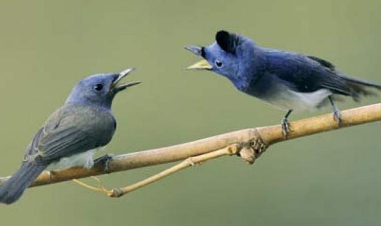 10 Tips Agar Burung Gacor Tergacor
