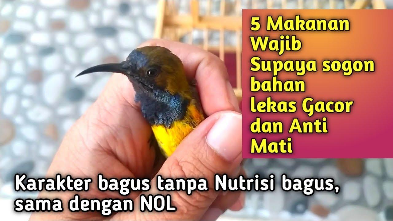 10 Tips Agar Burung Gacor Tergacor